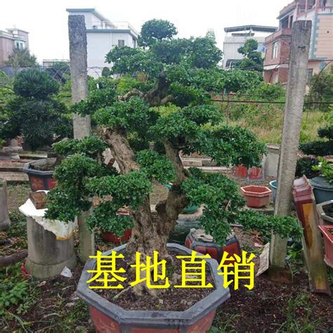 福建茶風水|如何按照風水來擺設福建茶？（特徵、方位、共同擺設的植物）